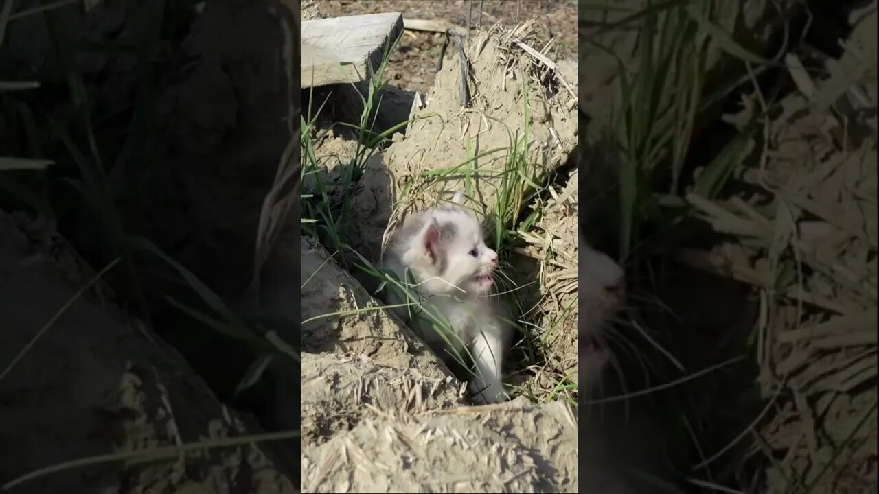 Брошенный котенок на свалке