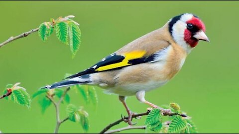 Gold finch