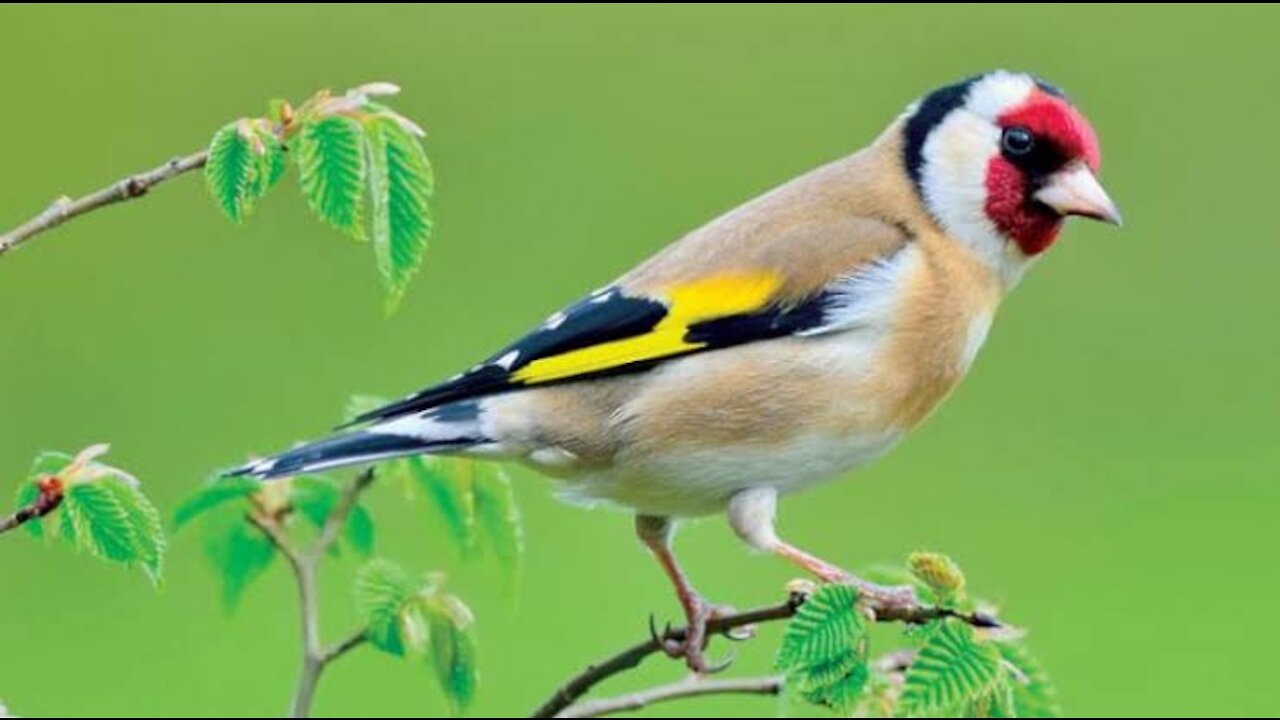 Gold finch