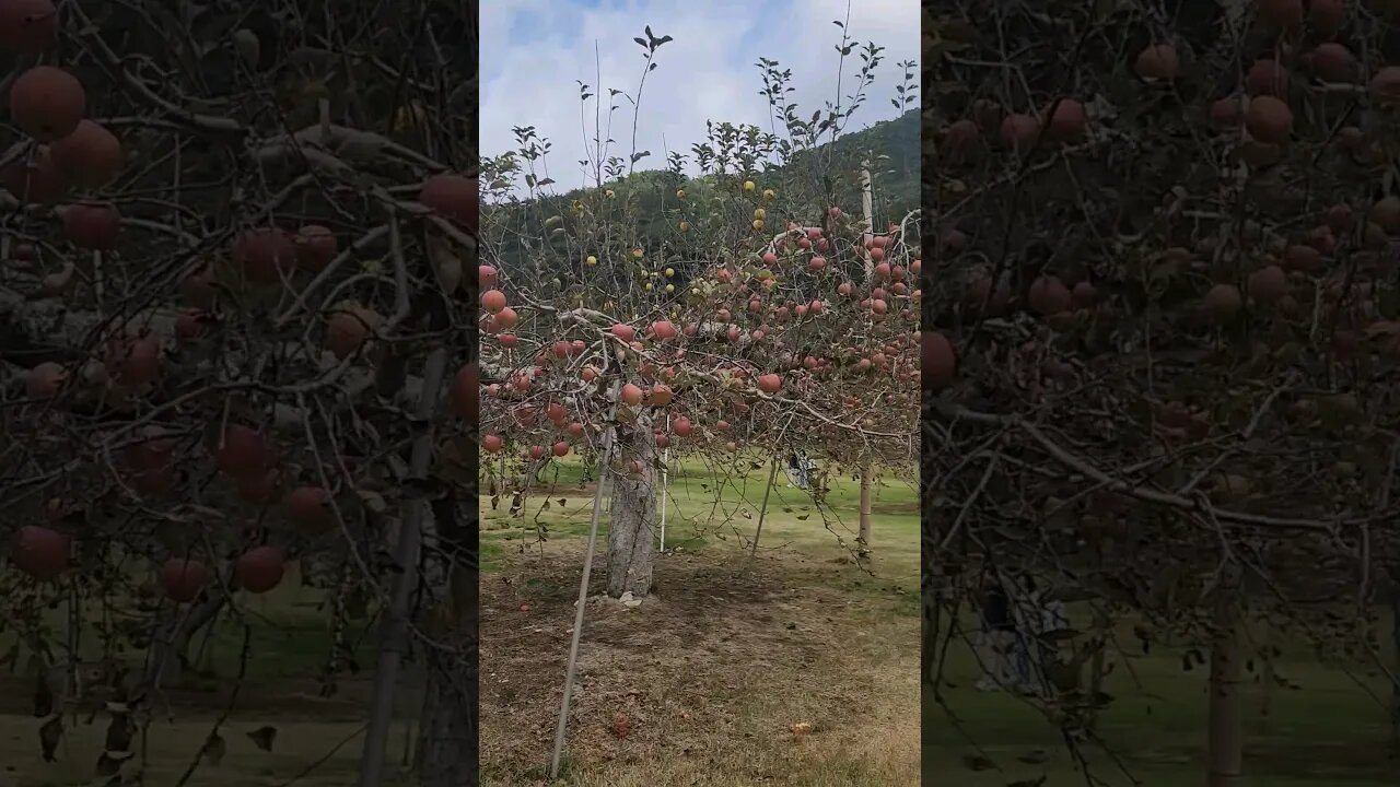 So many 🍎 - south Korea #homestead #farmlife #homesteading