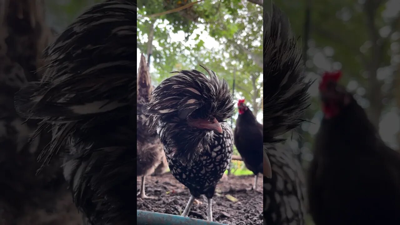 Close up on a Polish Hen! Emma eyes the camera...