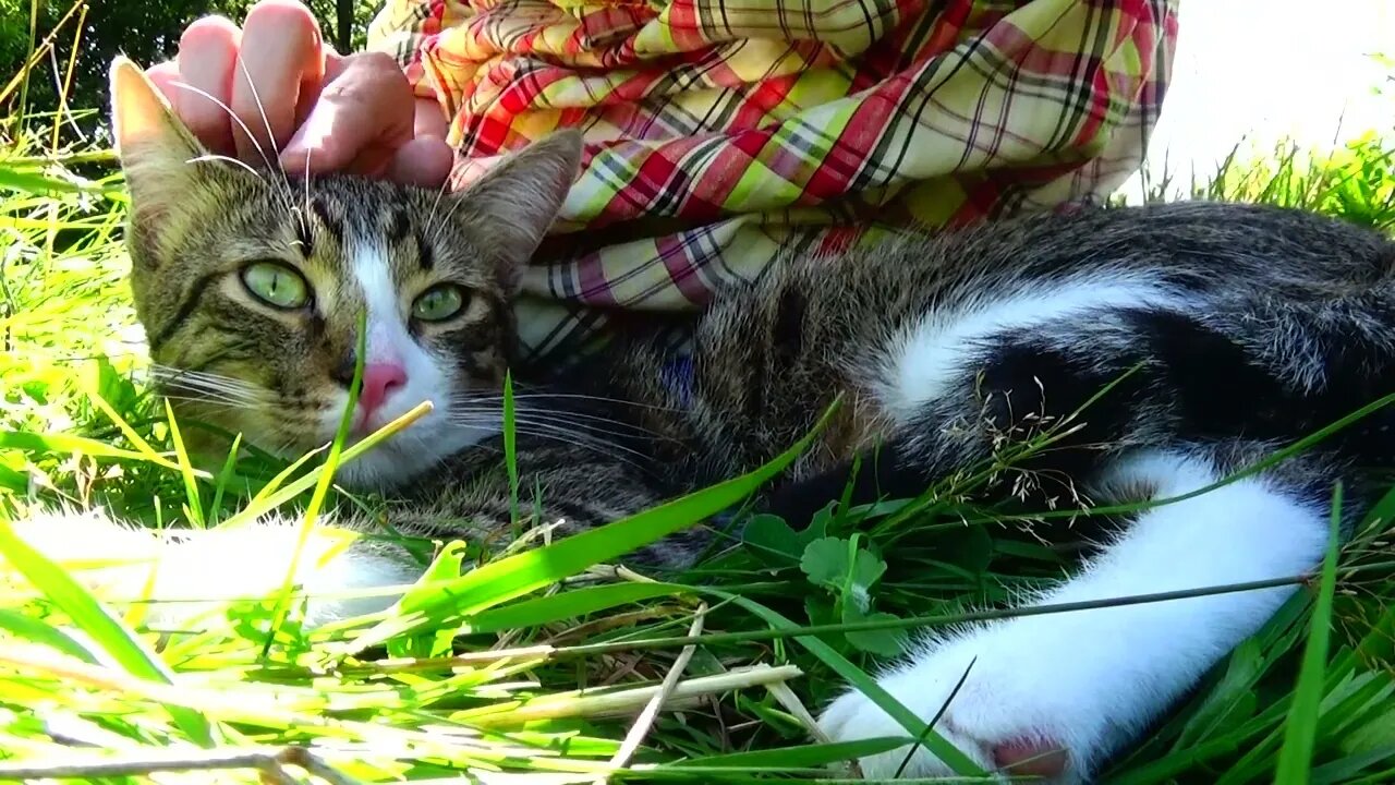 Cute Kittes Sees a Dog Play on the Meadow