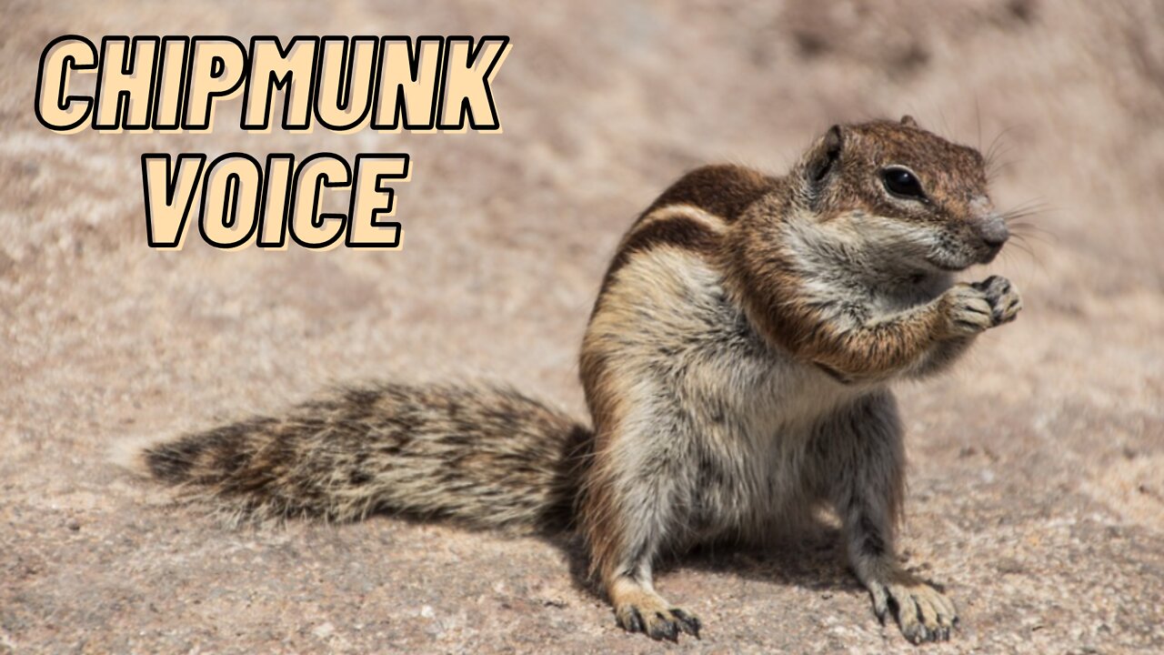 Eastern Chipmunk Voice Sound Effect Video By Kingdom Of Awais