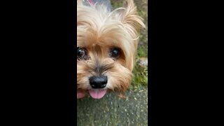 Orgone pendant on the cutest yorkie!