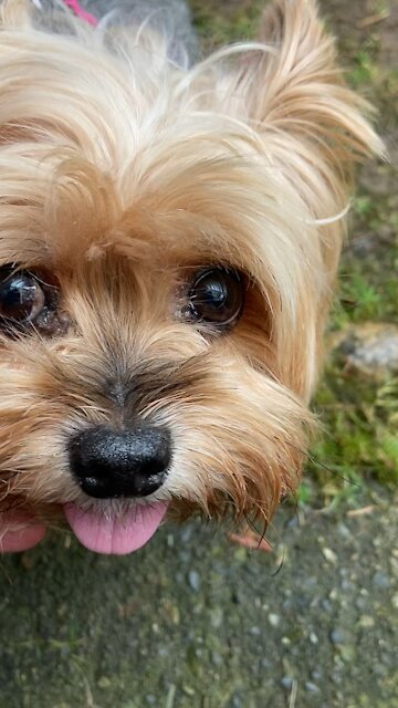 Orgone pendant on the cutest yorkie!
