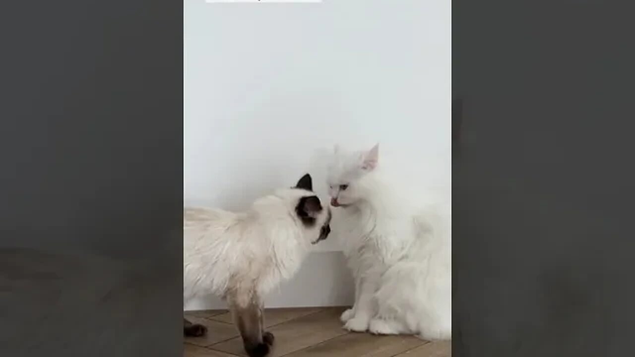 CAT VIDEO