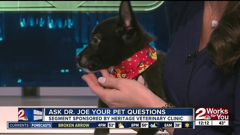 Ask Dr. Joe Your Pet Questions: Sonny