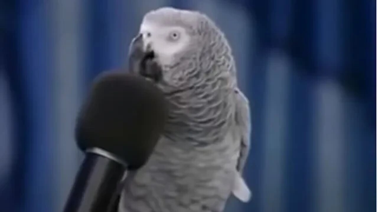 Amazing African Gray can speak like a human! Awesome bird!