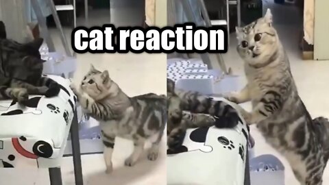 cat reaction video