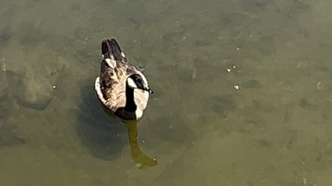 School of minnows shadowing Canada goose