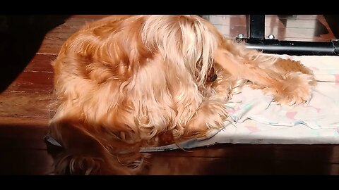 #dogshow , #animals