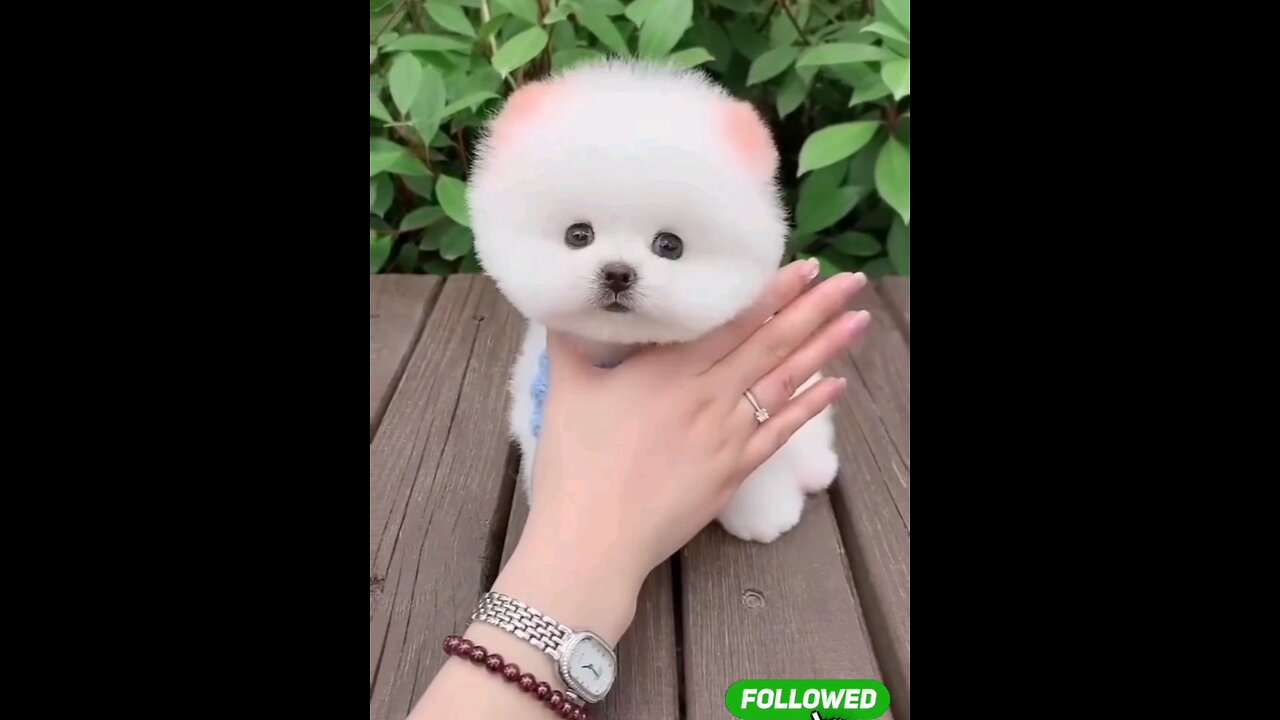 cute_*Little_*beautiful_*puppy_*🥀🐈👌