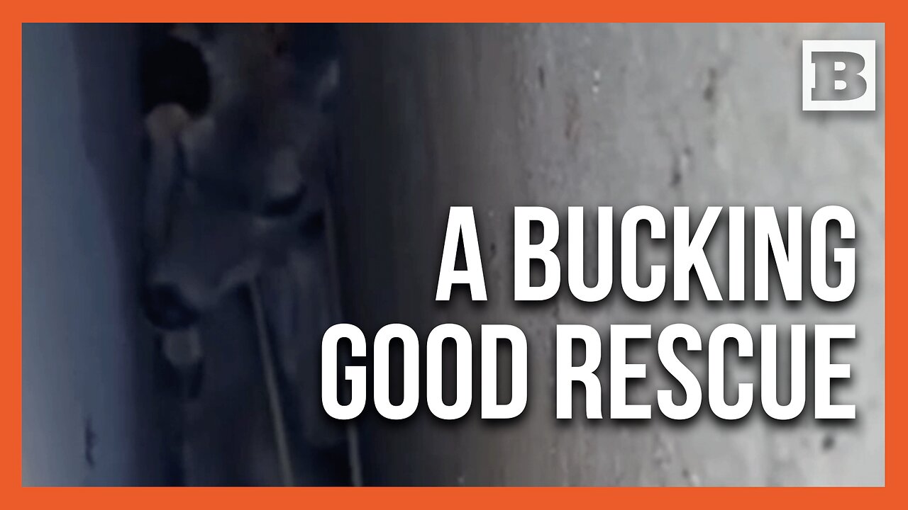 Oakland Firefighters Rescue Deer Stuck Between Walls