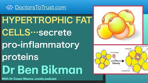 BEN BIKMAN 6 | HYPERTROPHIC FAT CELLS…secrete pro-inflammatory proteins