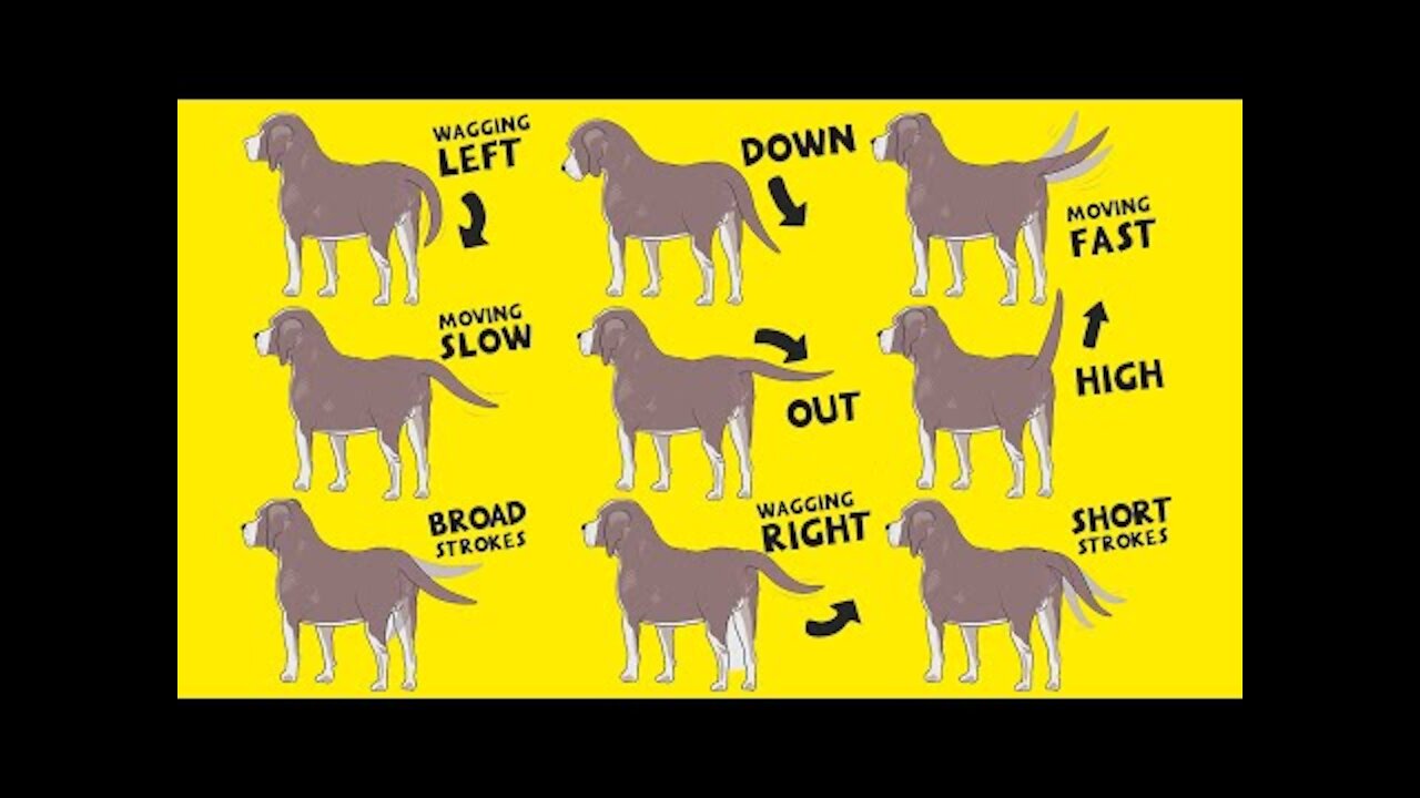 Interpret Dog Tail Wags: How to Understand Dog's Body Language