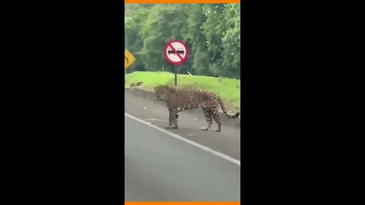 Onça-pintada foi filmada quando atravessava uma estrada no Parque Nacional do Iguaçu