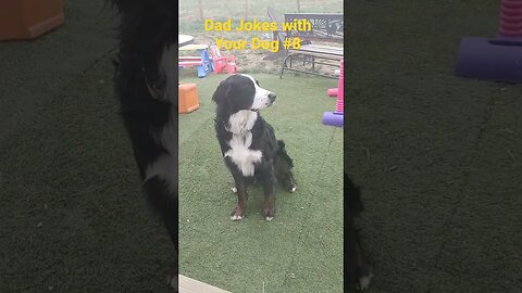 dad jokes with your dog, puppy #8 butter #dadjokes #puppy #funny