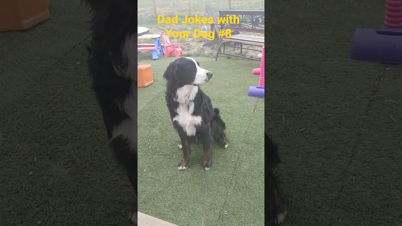 dad jokes with your dog, puppy #8 butter #dadjokes #puppy #funny