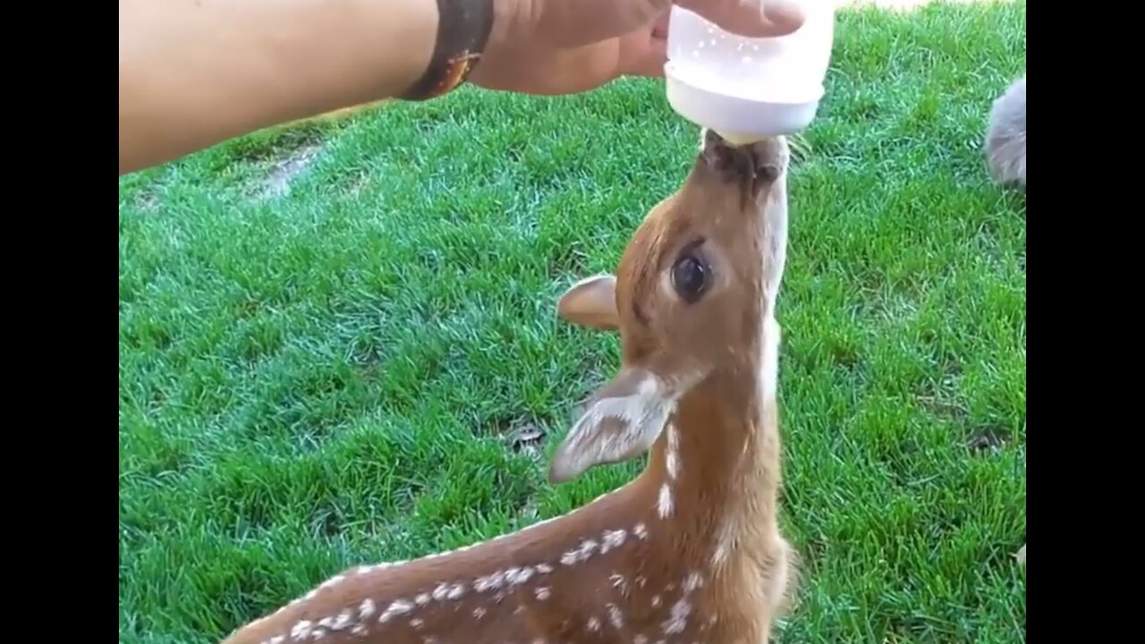 Baby Deer (Fawn) Jumping & Hopping - Cutest Compilatio