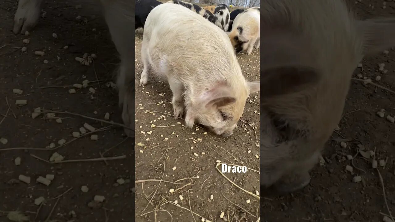 Breakfast time for 🐷🐷🐷 #kunekune #pigs #farmlife #cute