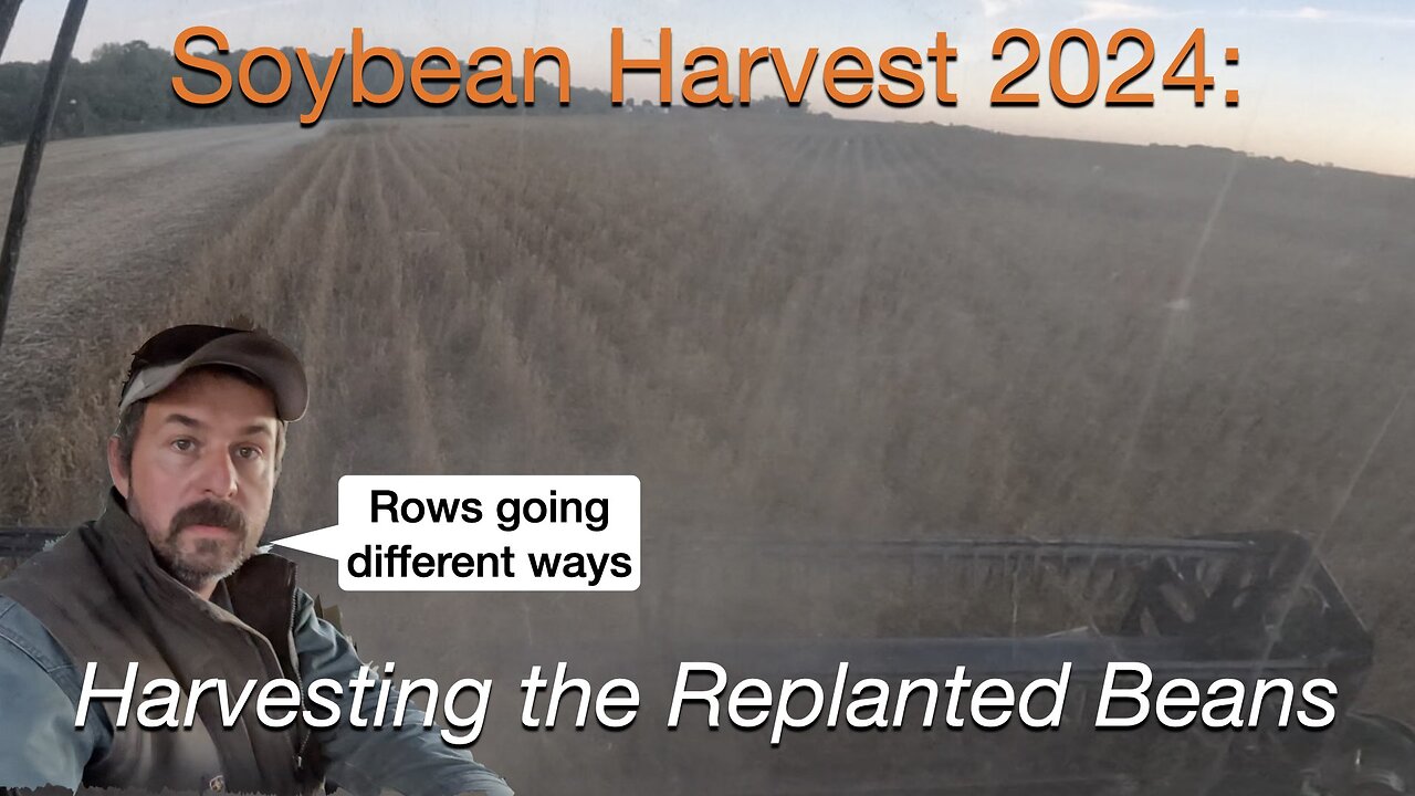 Soybean Harvest 2024: Harvesting the Replanted Beans