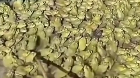 fill the pond full of thousands of frogs