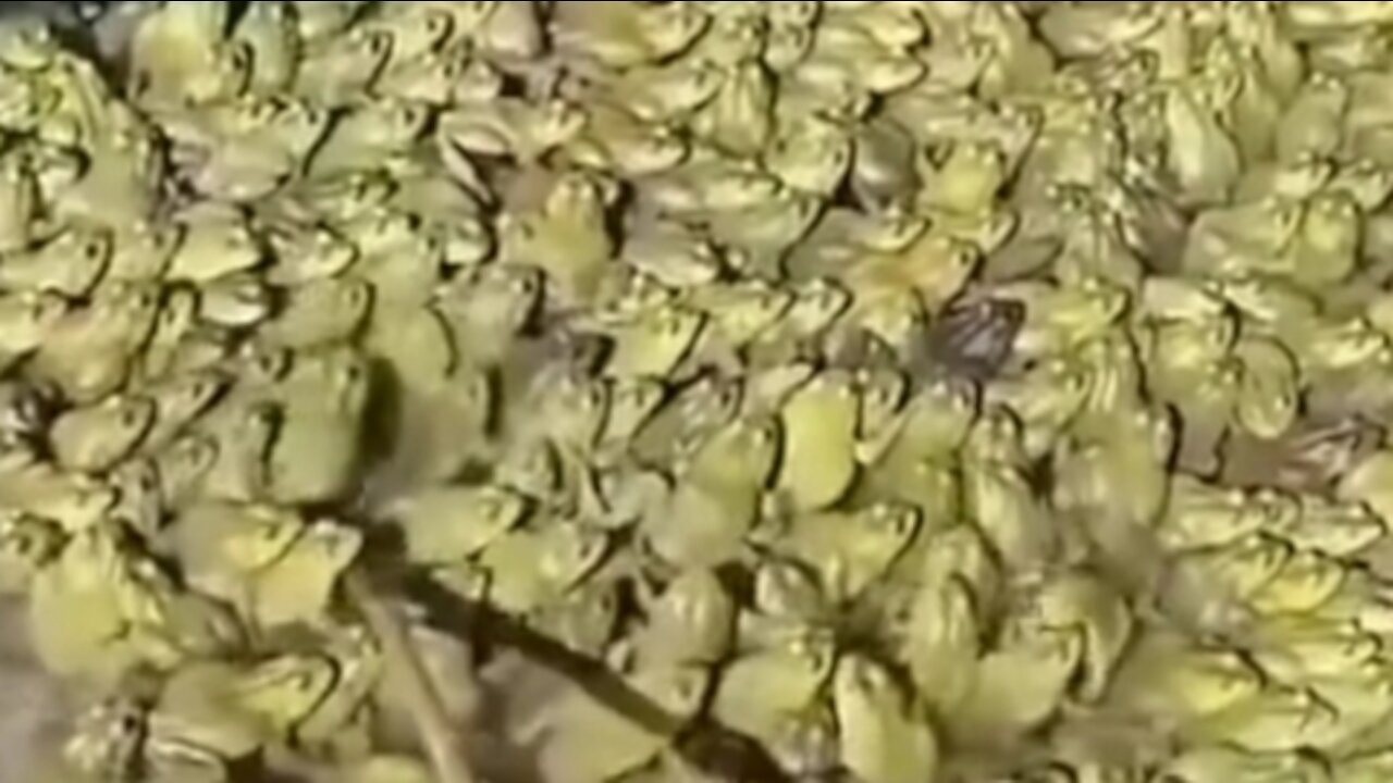 fill the pond full of thousands of frogs