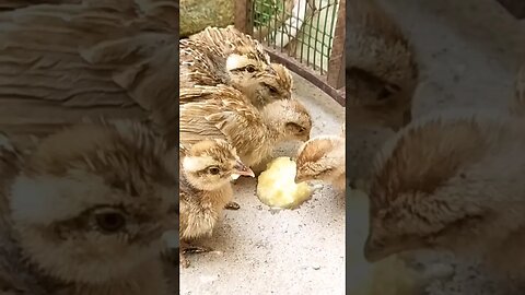 Teetar Chicks Feeding 😍 #trending #shorts #shortvideo #sindhiteetar #bird #teetar
