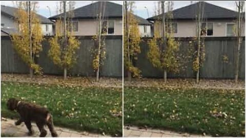 Il se débarrasse de ses feuilles dans le jardin voisin