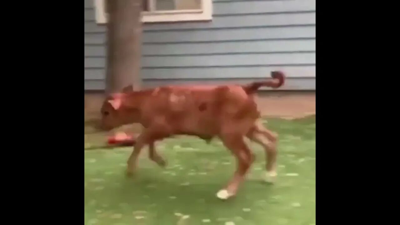 What kind of dog is that…I’m not familiar with the breed. 😏😂🐶🐮