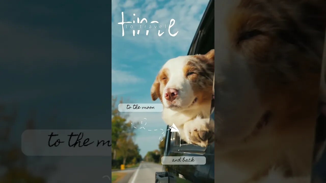 Dog Drive