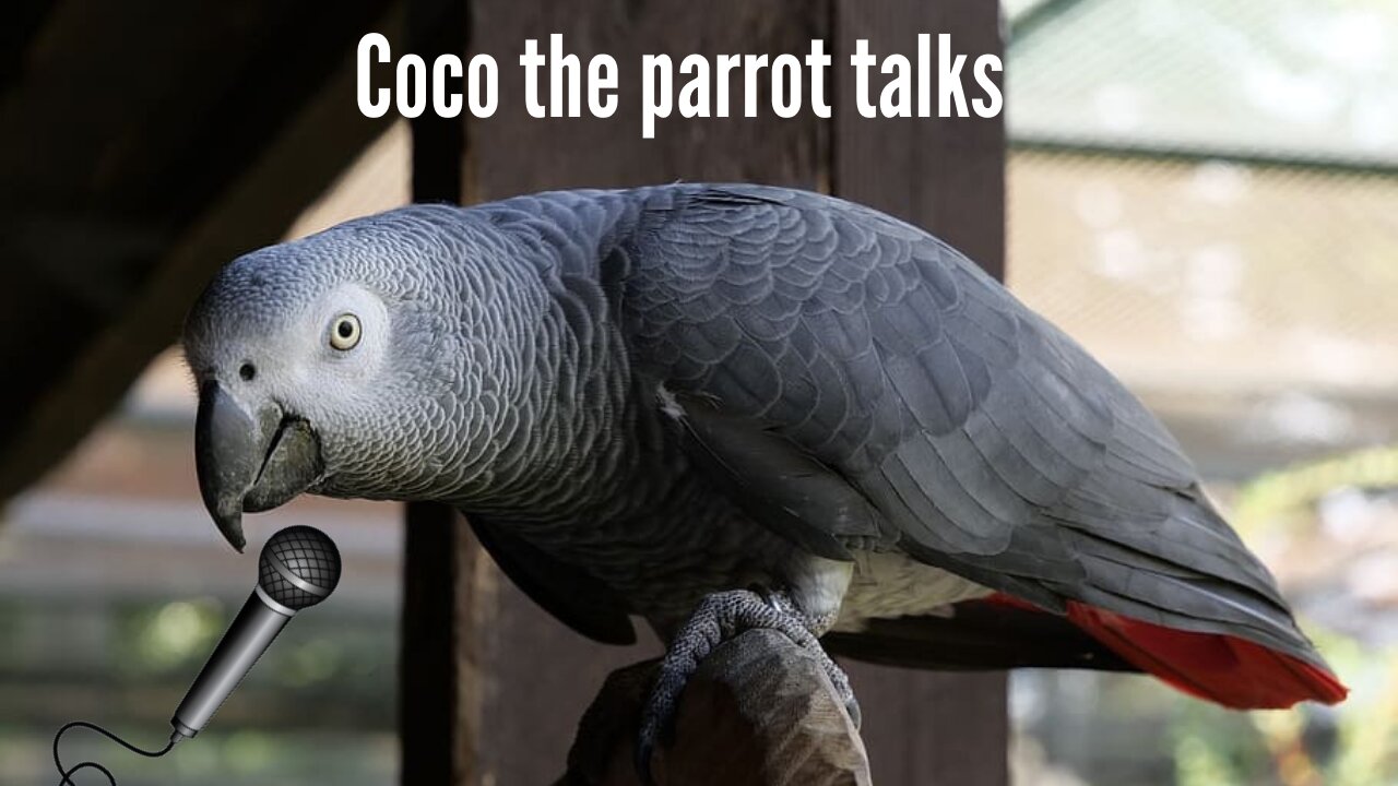 Coco the parrot talks