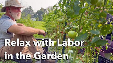 Harvesting and Garden Maintenance: Green Beans, Tomatoes, and Squash