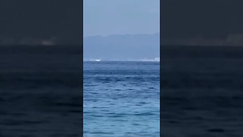 Whales showed up today while on the beach!!!