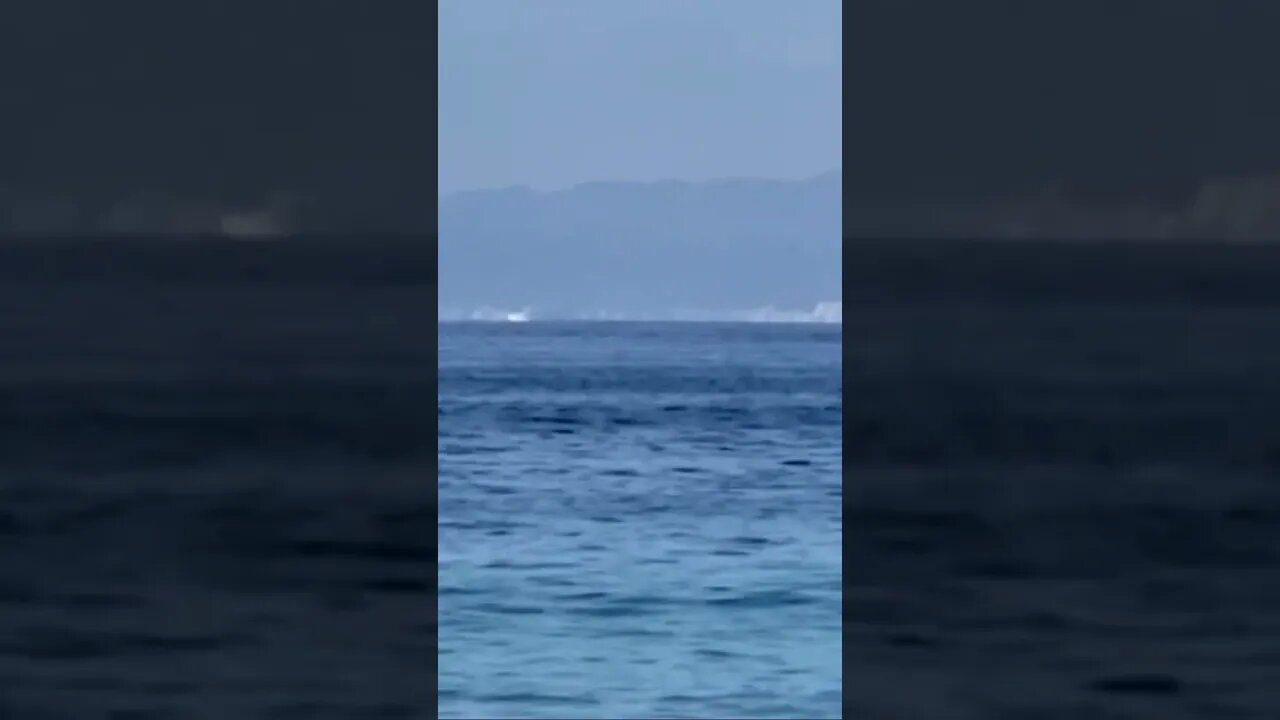 Whales showed up today while on the beach!!!