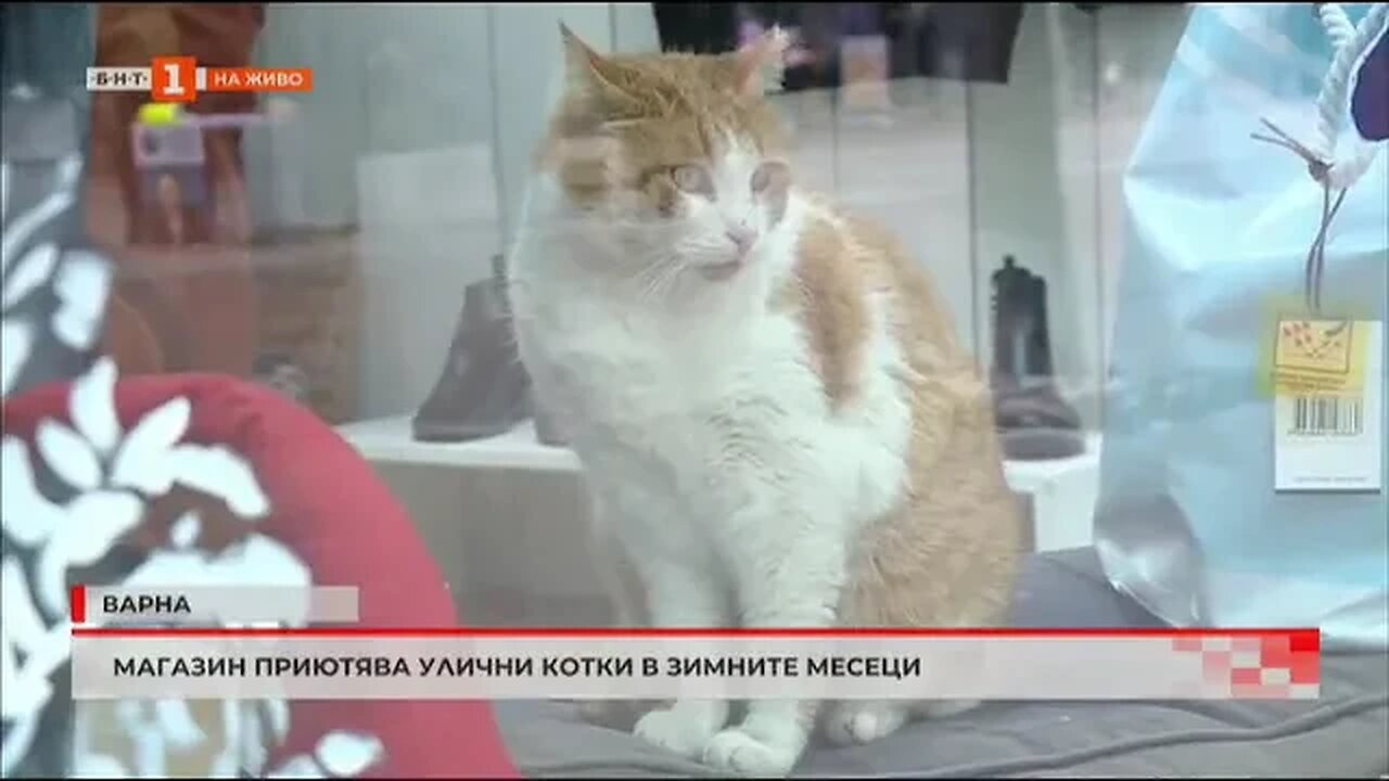 Магазин дава подслон на улични котки през зимните месеци
