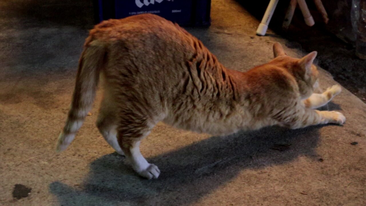 Stretching of Korean Street Cats