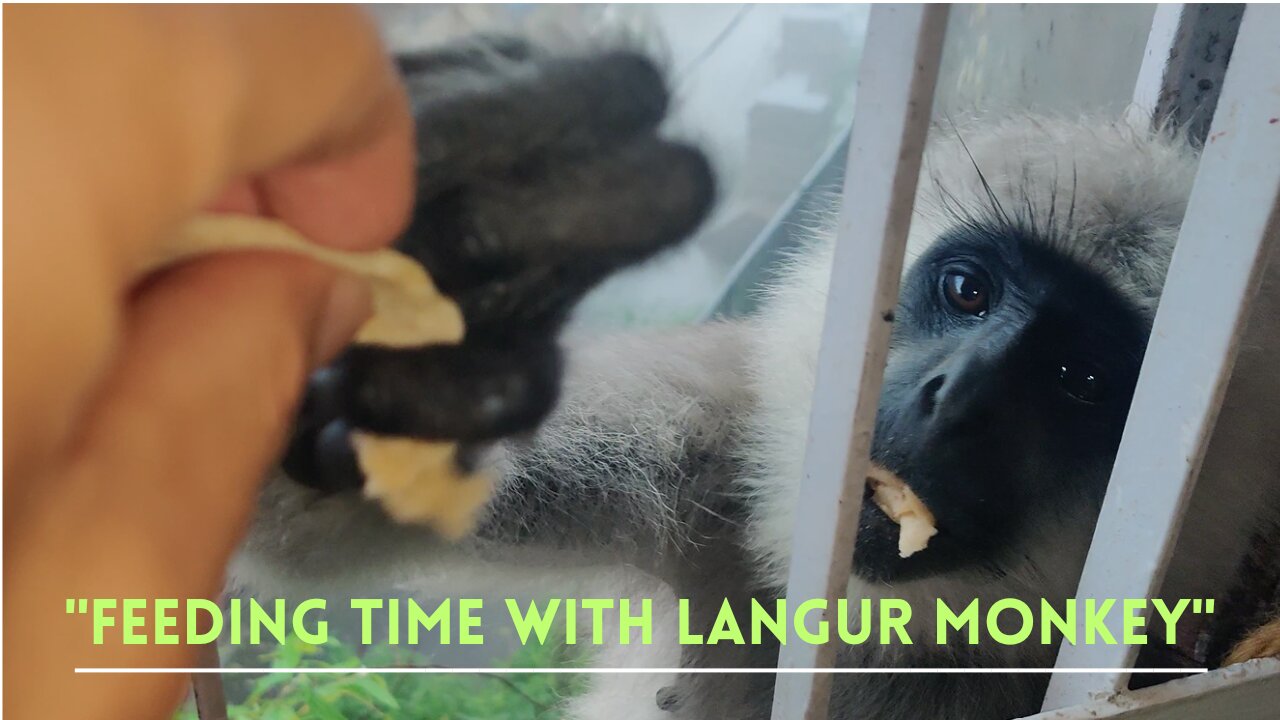 "Feeding Time with Langur Monkeys: A Close Encounter with Nature's Graceful Herbivores"