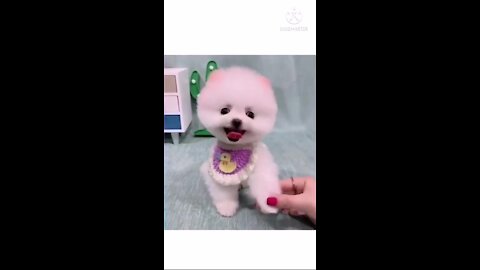 funny cats and funny videos