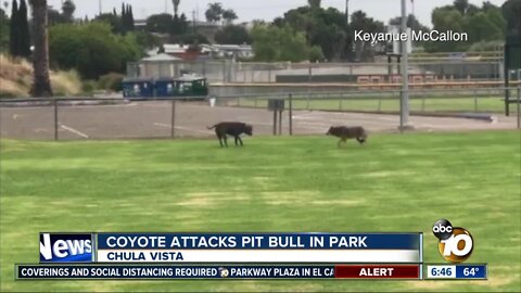 Encounter between coyote and pit bull at park caught on video