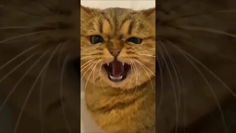 😺 Funny cat 😂 #cat #song #short #shorts