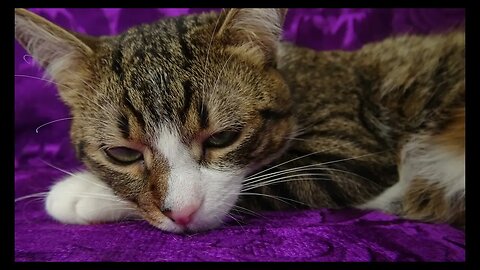 Cat Photography