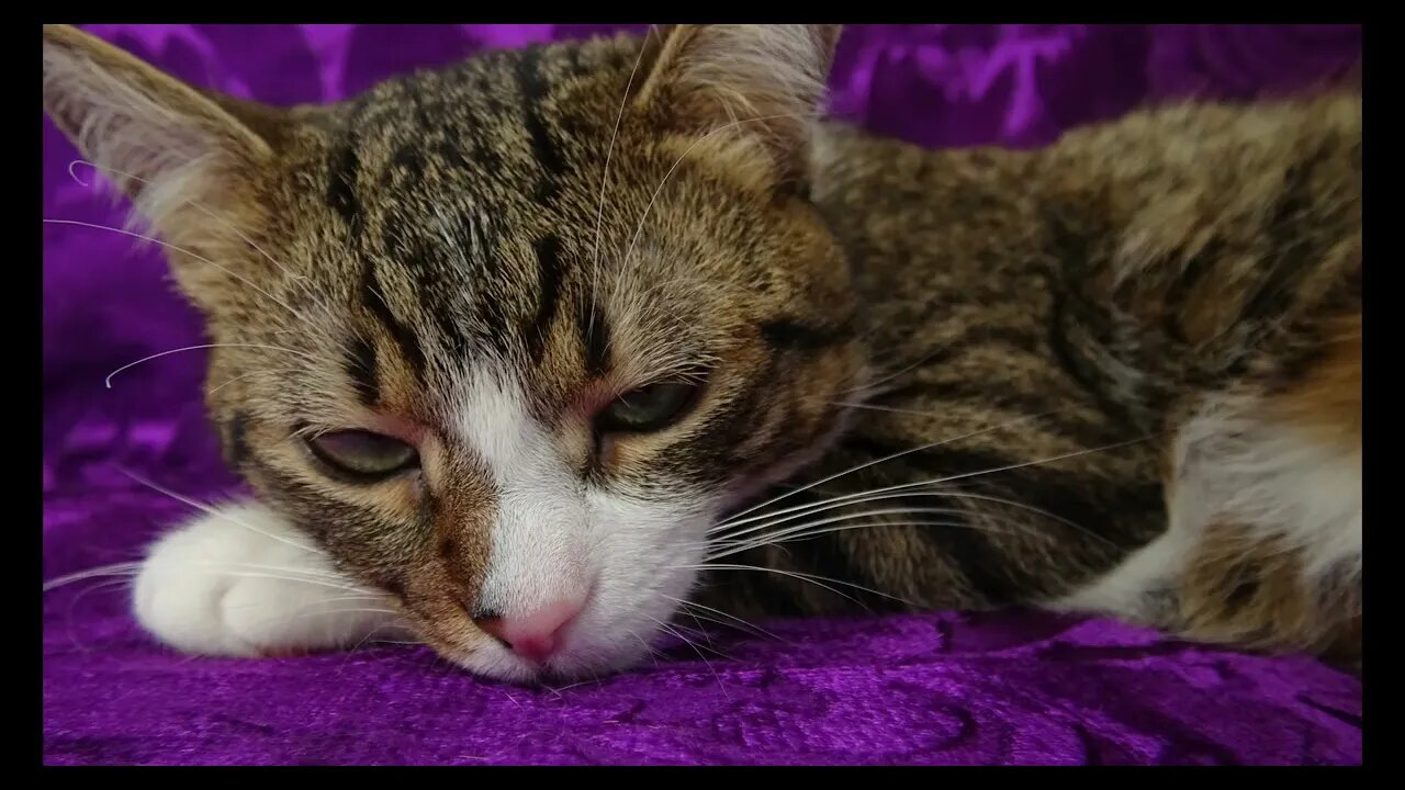 Cat Photography