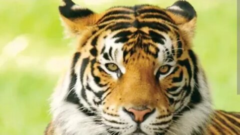 What's happening in Tiger Land ?