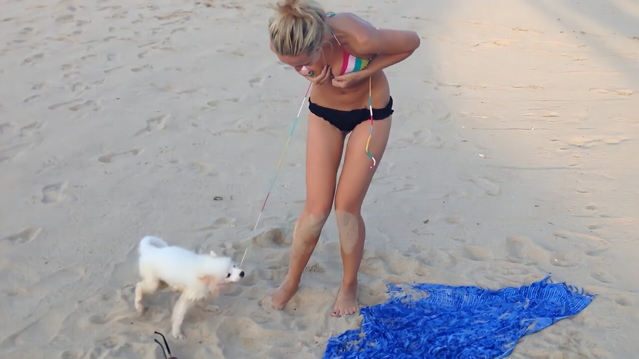 Dog Chasing & Attack . Funny & scary moments. Part 2.