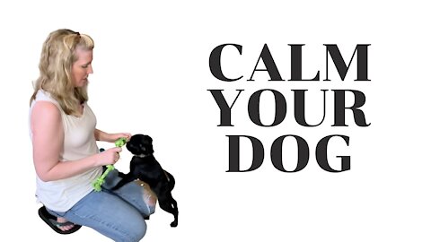 3 Steps To Calm A Hyperactive Dog - Dog Train