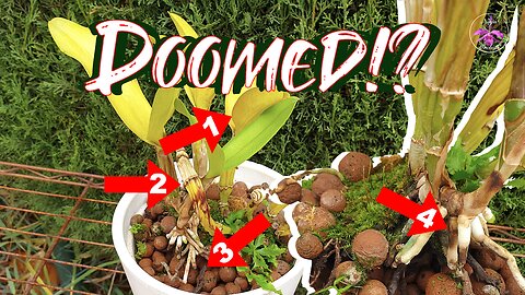 Fusarium Diagnosis | FIVE Common Symptoms | Rescue Efforts | Cross Contamination #ninjaorchids