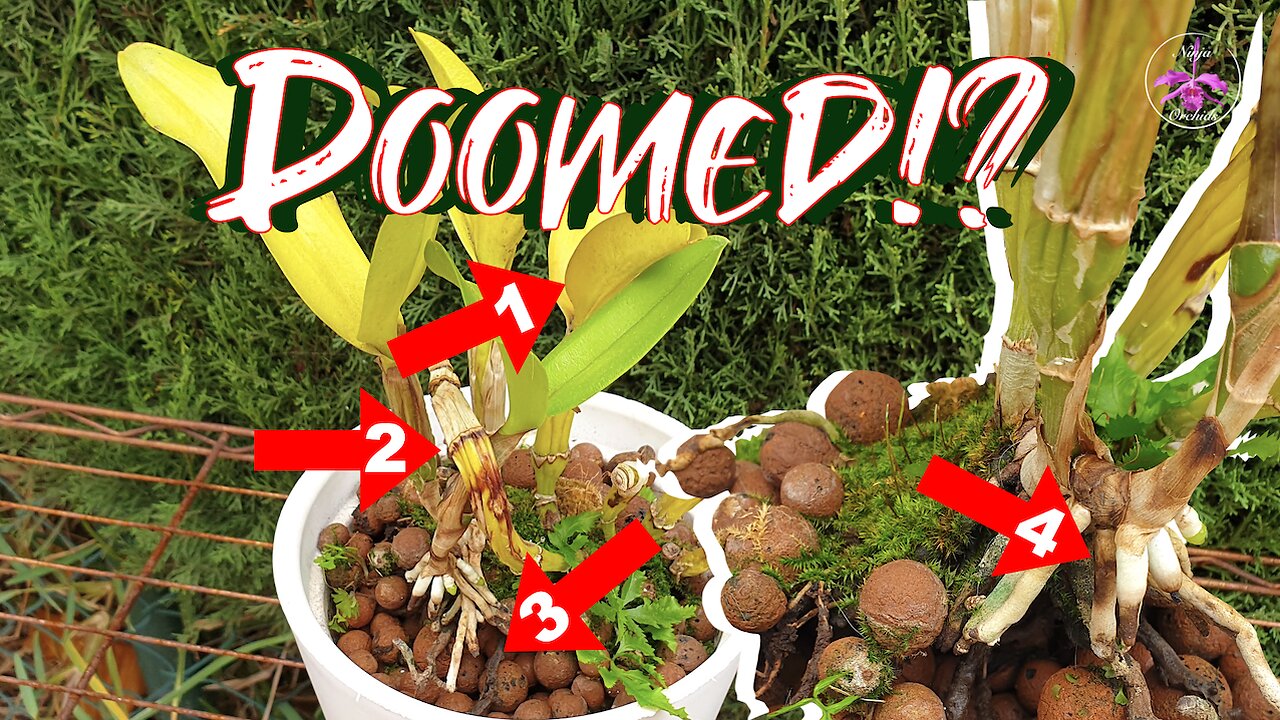 Fusarium Diagnosis | FIVE Common Symptoms | Rescue Efforts | Cross Contamination #ninjaorchids