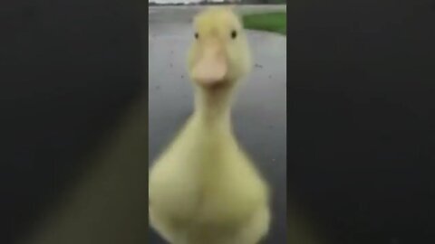 The chick does not want to break away from its human master #shorts