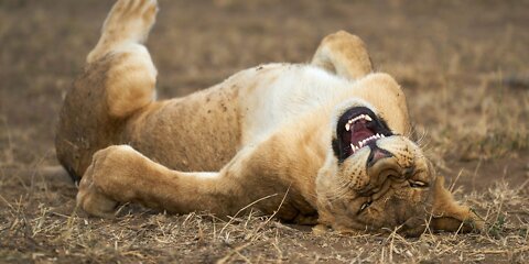 Funny Animals Video